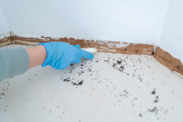 Insect Control in Rankin, PA